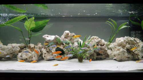 How to Adjust Ph in Aquariums: Pro Tips & Tricks