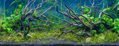 aquarium pH