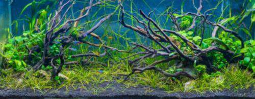 How to Adjust pH in the Freshwater Aquarium — Buce Plant