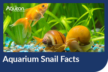 Do Aquariums Need Air Pumps? - Shrimp and Snail Breeder