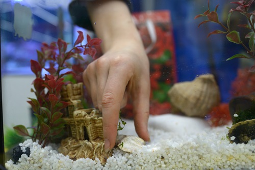 Aqueon Artificial Plants Aquascaping Tips