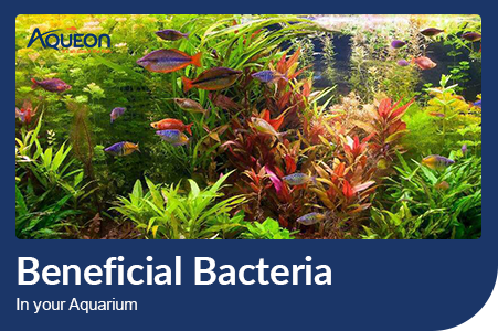 Aqueon blog beneficial bacteria in your aquarium