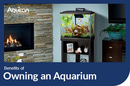 Aqueon Benefits Of Owning an Aquarium Blog Post