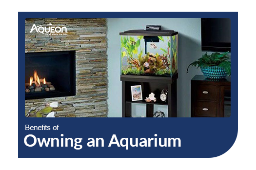 Aqueon Benefits Of Owning an Aquarium Blog Post