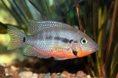Aqueon Best Beginner Fish by Tank Size Blog Post