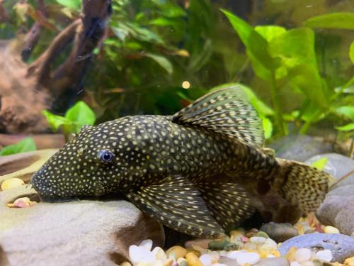 Aqueon Best Beginner Fish by Tank Size Blog Post
