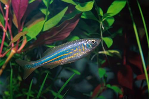 Aqueon Best Beginner Fish by Tank Size Blog Post