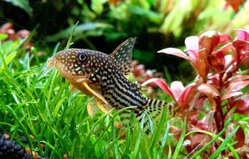 Aqueon Best Beginner Fish by Tank Size Blog Post
