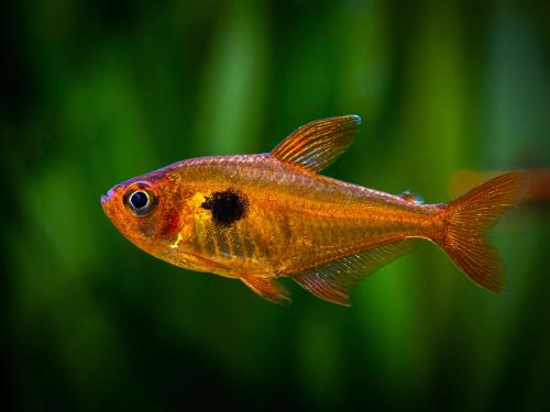 Aquarium fish small sales size