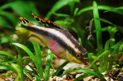 Aqueon Best Beginner Fish by Tank Size Blog Post