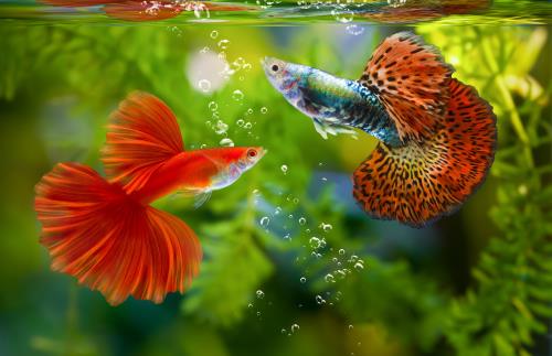 Best fish for clearance small aquarium