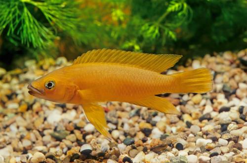 Aqueon Best Beginner Fish by Tank Size Blog Post