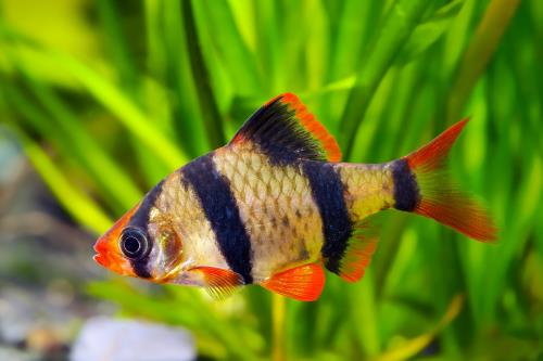 Aqueon Best Beginner Fish by Tank Size Blog Post