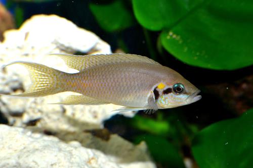 Aqueon Best Beginner Fish by Tank Size Blog Post