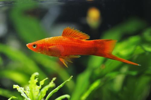 Aqueon Best Beginner Fish by Tank Size Blog Post
