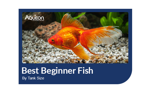 Aquarium fish hot sale for small tanks