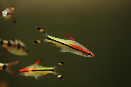 Aqueon Best Beginner Fish by Tank Size Blog Post