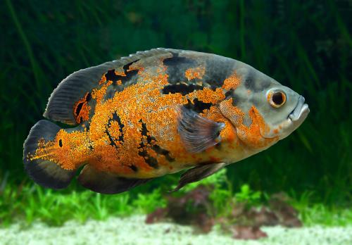 Best Beginner Fish by Tank Size