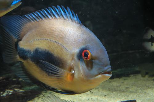 Aqueon Best Beginner Fish by Tank Size Blog Post