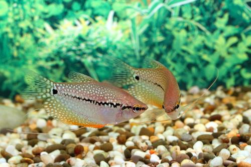 Aqueon Best Beginner Fish by Tank Size Blog Post