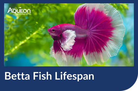 Betta Fish Lifespan