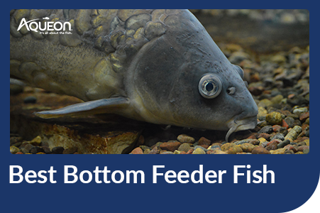 Bottom Feeder Series