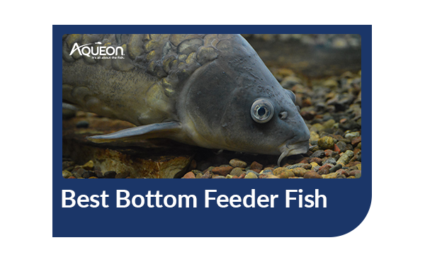 Best Bottom Feeder Fish