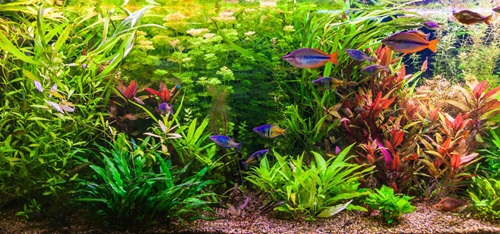 How To Choose The Right Aquarium Light - Aqueon