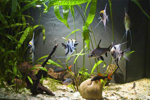 Choosing The Right Aquarium Light