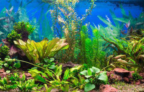 Live Plants in Aquariums: A Fish Guide - PetHelpful