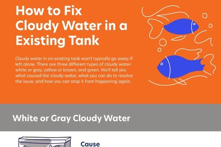 How to Fix Cloudy Water in an Existing Tank — Infographic