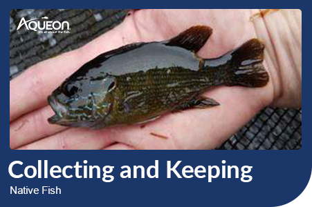 Collecting and Keeping Native Fish