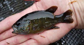 What License Do I Need to Sell Aquarium Fish: Key Steps to Legality