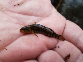 Aqueon Collecting and Keeping Native Fish
