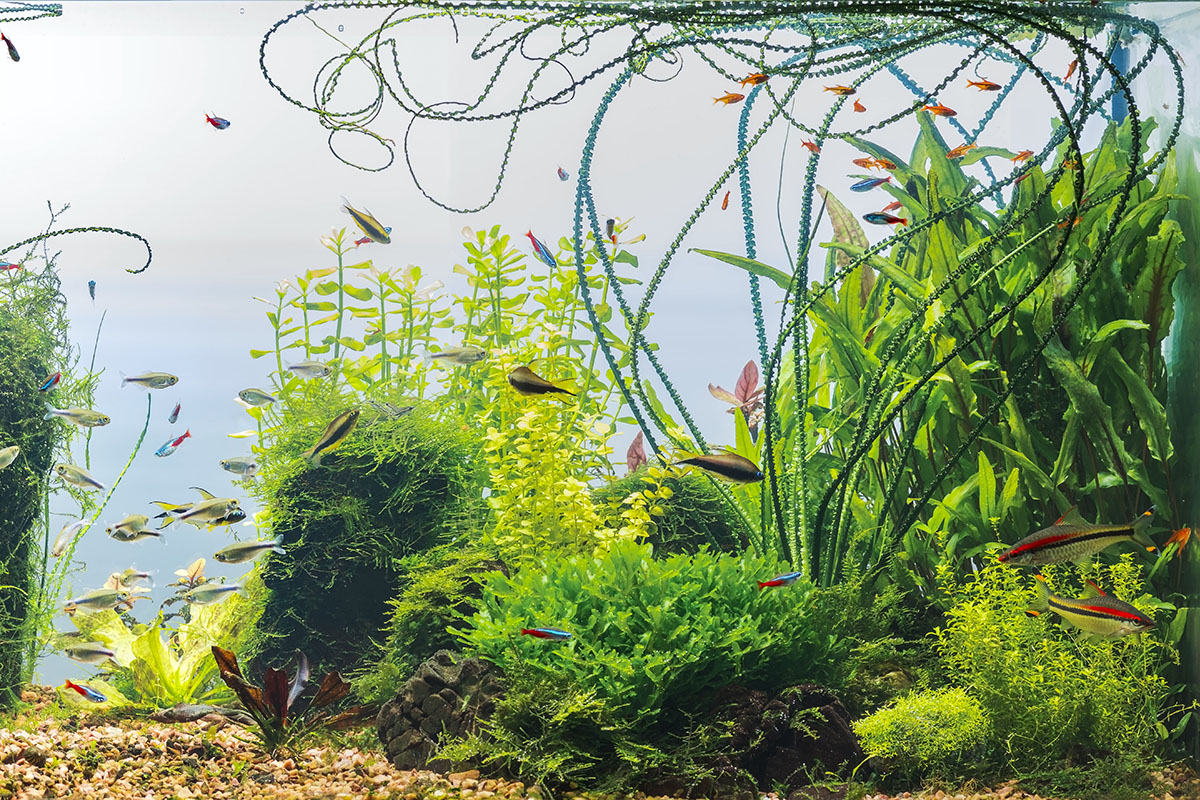 Water quality is important to the health of your fish. 