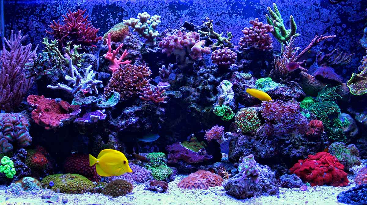 Saltwater tanks have different needs from freshwater tanks. Learn what they need and how to choose the best lighting for your tank.