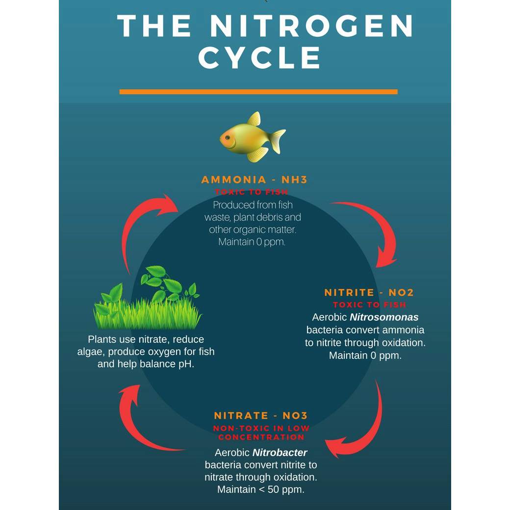 How to Cycle Aquarium With Ammonia: A Step-by-Step Guide