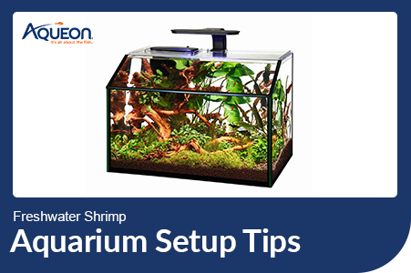 Freshwater Shrimp Aquarium Setup Tips