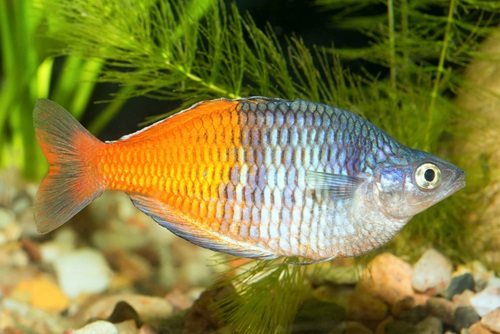 Aqueon Choosing A Fish For A Hard Water Aquarium