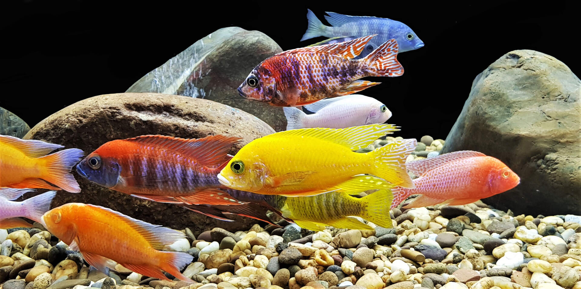 Fish bowls - India Fish Bowls suppliers & manufacturers