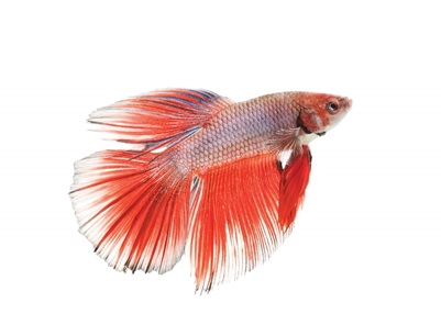 gradient red betta fish
