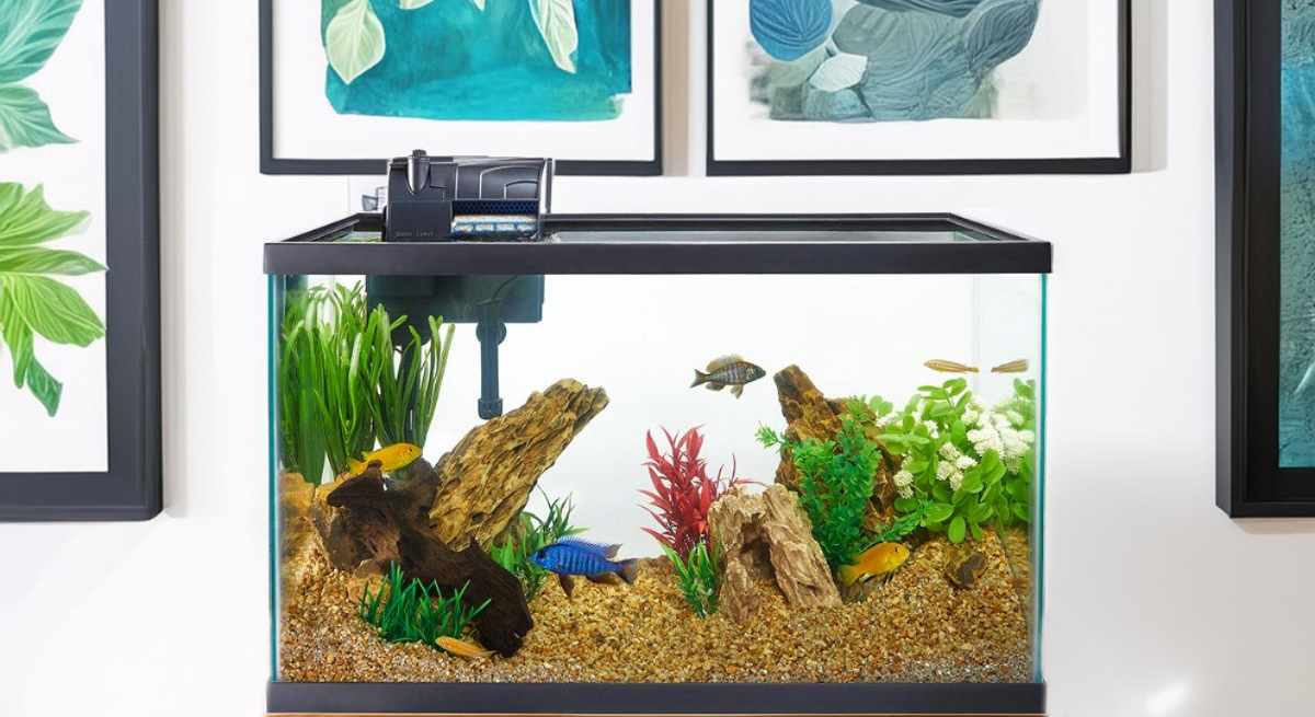 how-to-choose-the-best-filter-for-you-and-your-tank