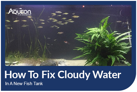 Transform the Way Your Home Looks Using a Fish Tank - Decor Around