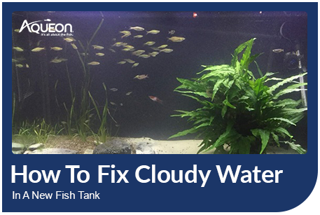 howtofixcloudywaterinanewfishtank