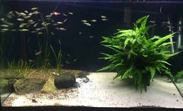clear looking fish tank