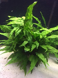 close up of green aquarium plant