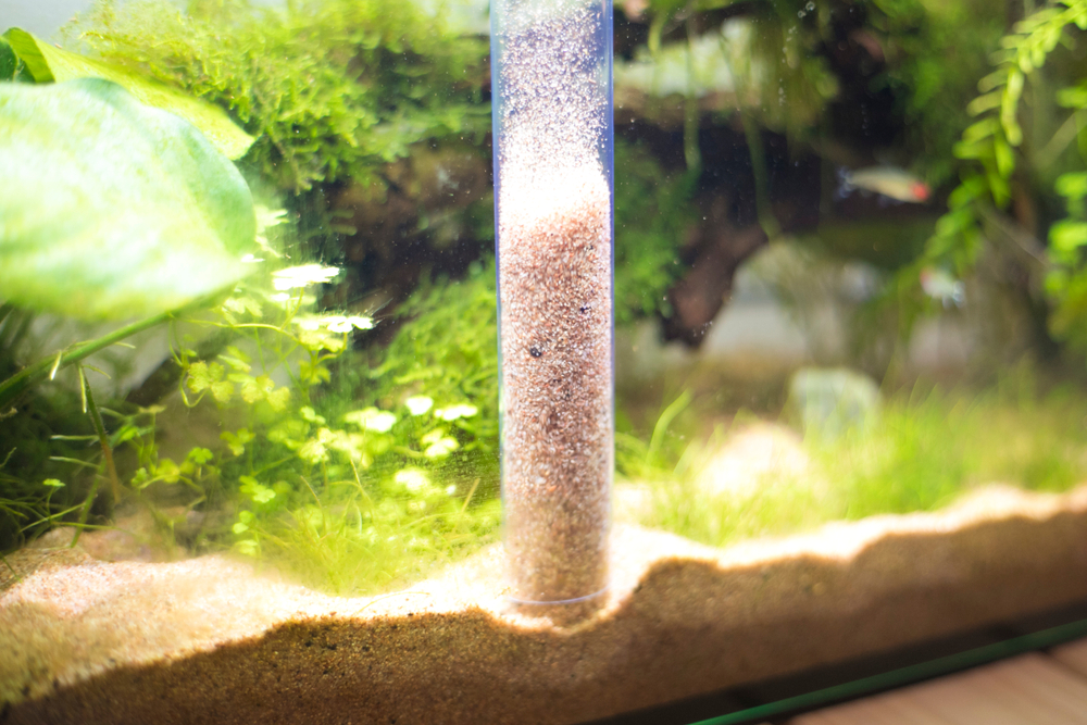 How to Fix Cloudy Water in a New & Existing Tank