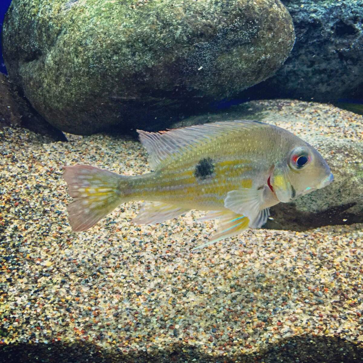image of a stripetail fish inside of an aquarium