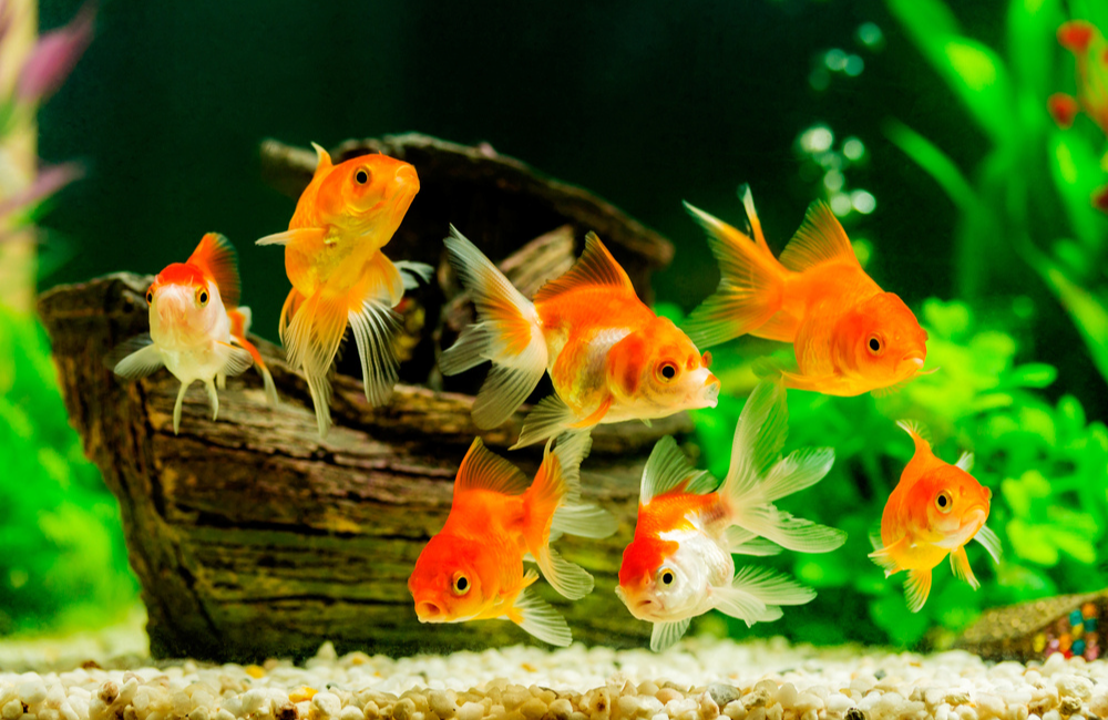 How to Select The Right Fish for My Tank 1