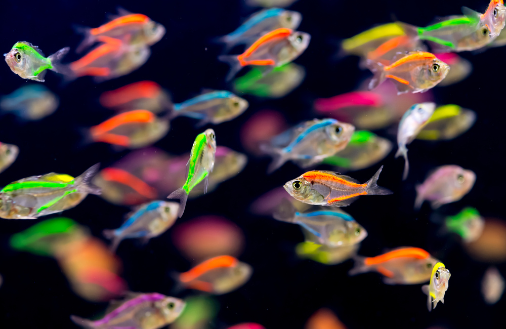 How to Select The Right Fish for My Tank 2